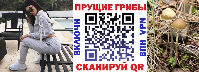 Галлюциногенные грибы Cubensis  где найти   Осташков 